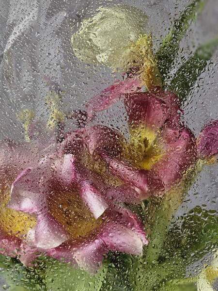 Photograph Lubov Tolstova Tulips on One Eyeland